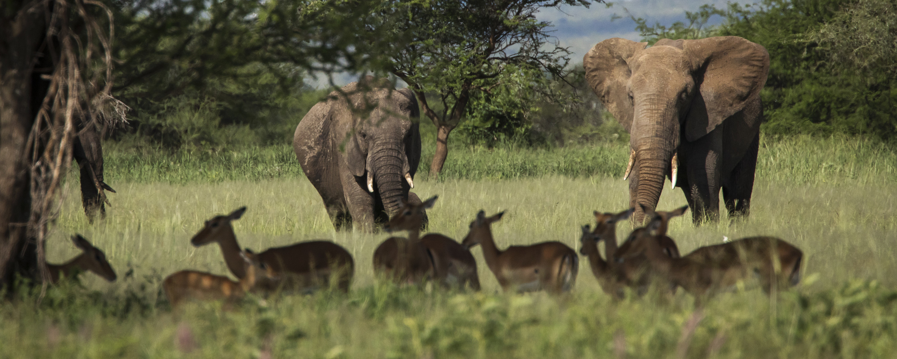 Vi drar også på klassisk safari i Ngorongoro-krateret