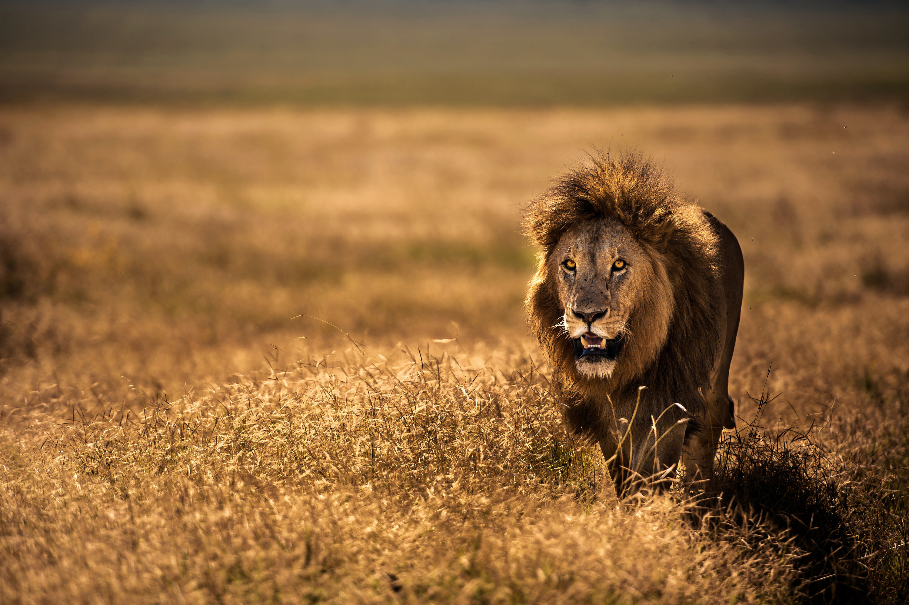 Serengeti - The Great Migration